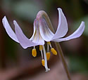 Dwarf trout lily